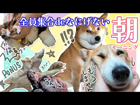 必死なコーギーがどうしても目立つが皆それぞれ寝起きを楽しんでる。
