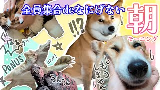 必死なコーギーがどうしても目立つが皆それぞれ寝起きを楽しんでる。