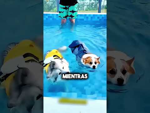 La diferencia entre un husky y un corgi en la piscina 😳💧