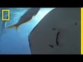 Stingray Facts and Trivia