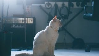 【ご報告】愛猫ちくわが虹の橋を渡りました。
