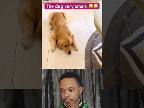 The dog is very smart 😂🤣#duet #youtubeshorts #dog #youtube