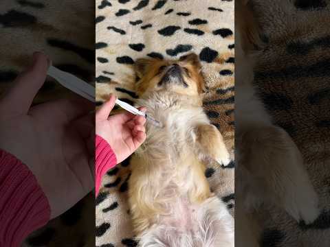 Собачка Скушала Много Сладкого #короткиевидео