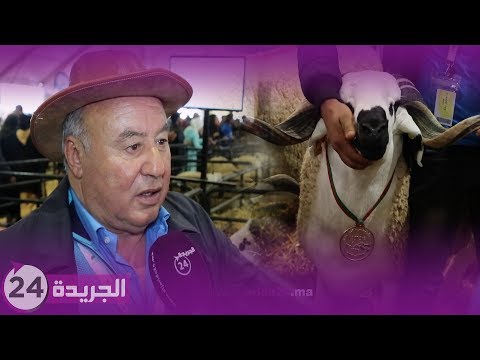 أكبر كبش بالمغرب يبلغ ثمنه 7 ملايين