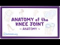 Knee Joint Anatomy and Function