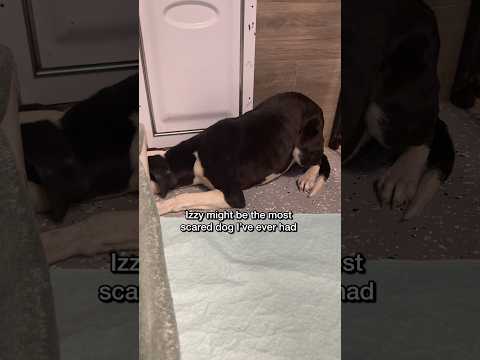 Izzy learned to be invisible and to not approach humans. Now we have to unteach what kept her safe