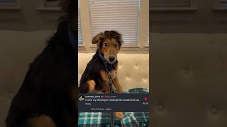 The chat didn’t have to go so HARD on this foster dog 😭😂