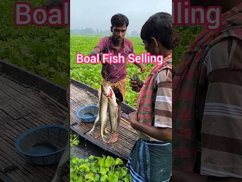বিলের বোয়াল মাছ কত টাকায় বিক্রি হয় দেখুন