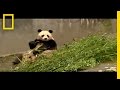 Panda Conservation and Earthquake Impact