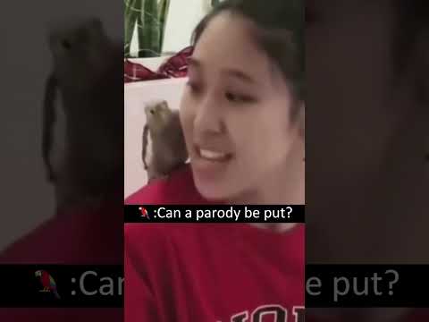 Parrot mimicry performance #parrots #parrot #funnyparrots #fyp #foryou #pet #pets  #parrotslover #us