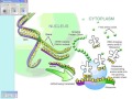Understanding Protein Synthesis and Mutations