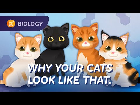 Why Your Cat Looks Like That: Genetics: Crash Course Biology #31