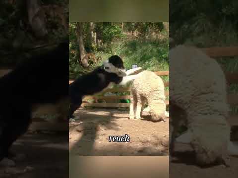 The dog love sheep #healing #animals #healingpaws #funnypet #caninehealing