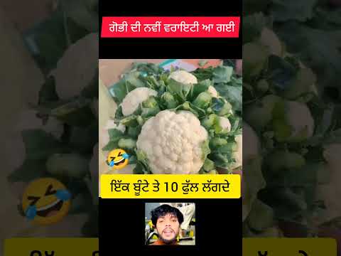 เจเฉเจญเฉ เจฆเฉ เจจเจตเฉเจ เจเจฟเจธเจฎ เจเฉฑเจ เจฌเฉเจเฉ เจคเฉ 10 เจซเฉเฉฑเจฒ เจฒเจเจฆเฉ เจจเฉ | punjab village farming #punjabfarmers