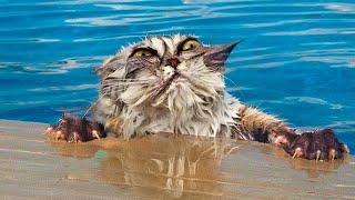 Wenn dein Haustier es kaum abwarten kann, ins Wasser zu springen!😂 Lustige Tiere und Wasser