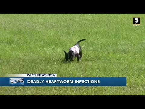 YouTube video thumbnail: Mississippi Leads Nation in Deadly Heartworm Infections