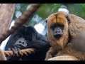 Howler Monkeys: Behavior and Characteristics