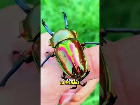 Si encuentras este animal recógelo rápido.