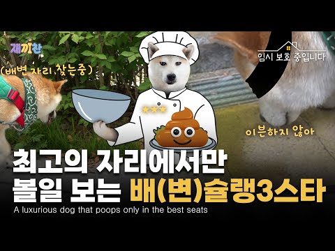 “응가는 아무 데서나 못 봅니다” 시바견의 똥(?)고집 "I don't poop anywhere". Shiva dog's stubbornness