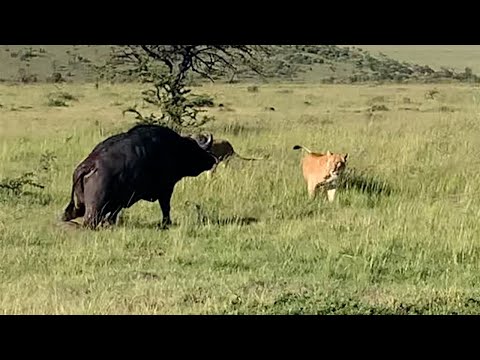 Injured buffalo bull knows he's the lions target (full sighting)