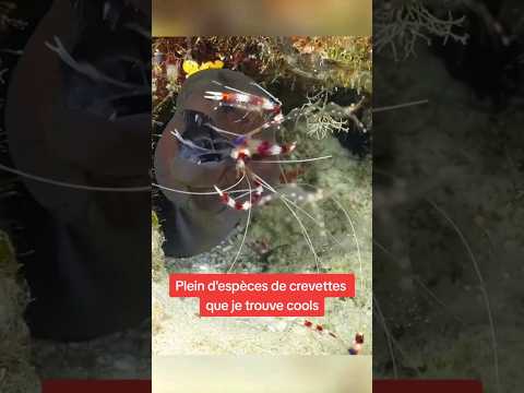 Les Crevettes que Je Trouve Cools 🦐 (épisode 1)