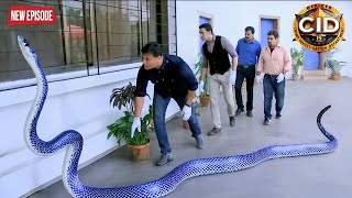 शादी वाले घर में घुसा खतरनाक जहरीला सांप, CID मौके पर पहुंची || 2025 CID Latest Episode