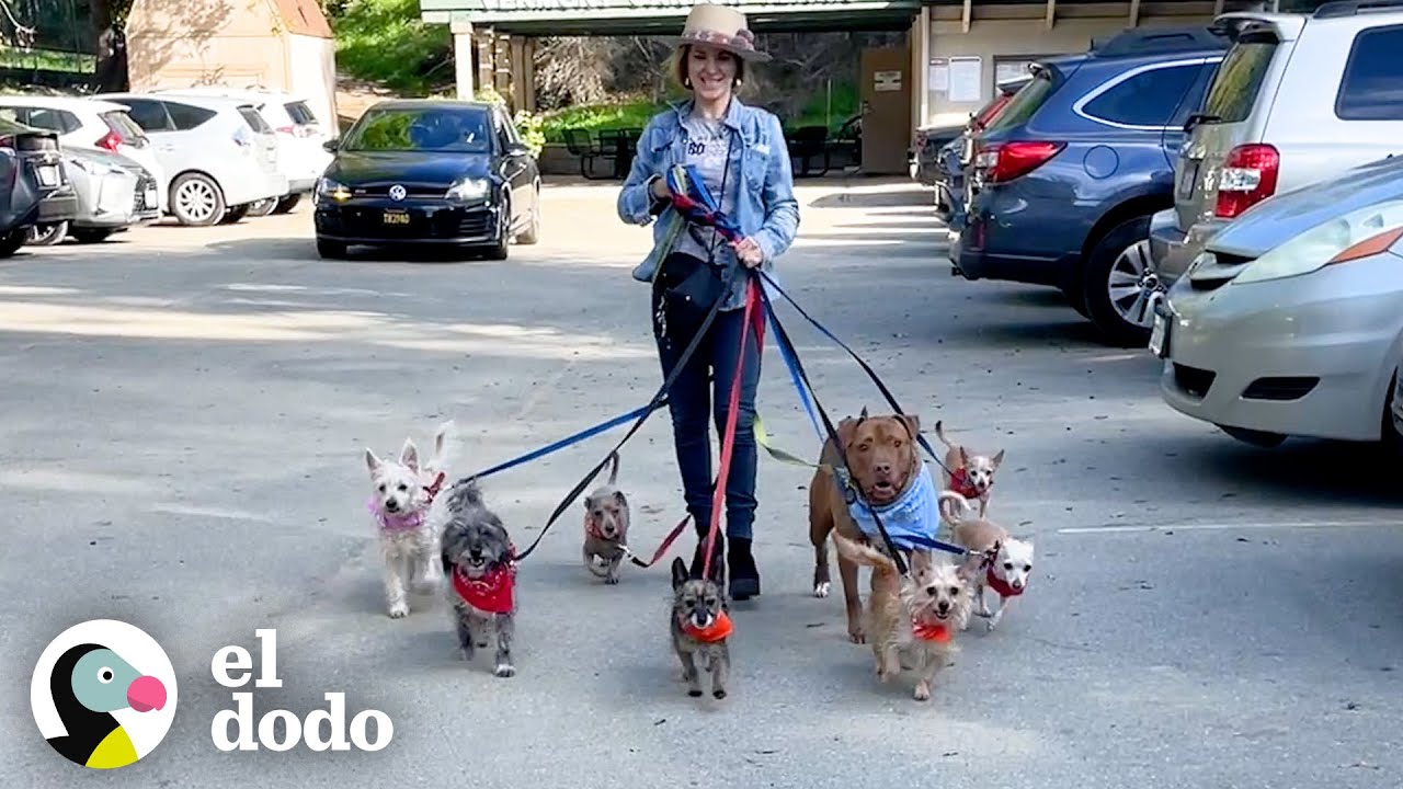 Pitbull rescatado cree que es un perro pequeño | Puro Pitbull