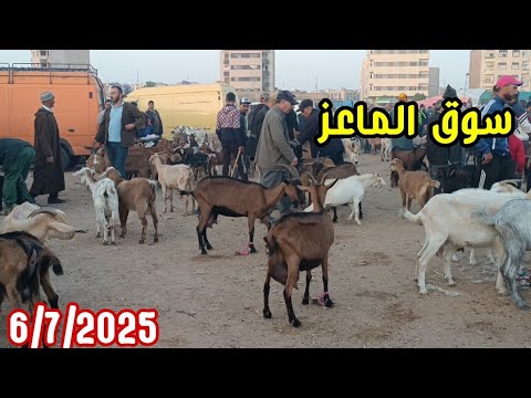 أثمنة المعزات الوالدات والضارات والجديان وجديات في سوق الأحد فاس 6/7/2025 مع 📞📞 فرجة ممتعة