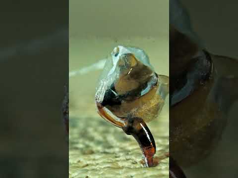 ¿POR QUÉ MUEREN LAS ABEJAS DESPUÉS DE PICAR? #shorts #animal