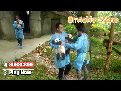 Everyone Holds A Panda Cub In Their Arms... Except Me | iPanda