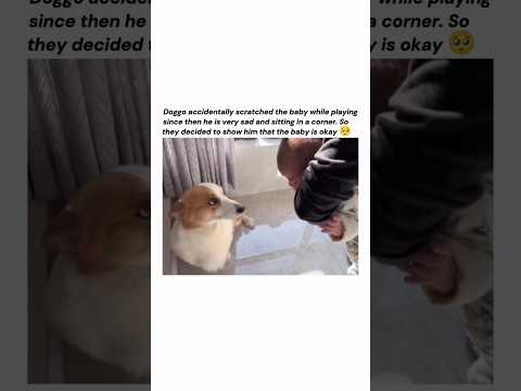 Poor doggy 🥺 #dogvideos #dogvideo #sad #doglover #dog #cutedogs #cutedog #fyp #adorable  #shorts