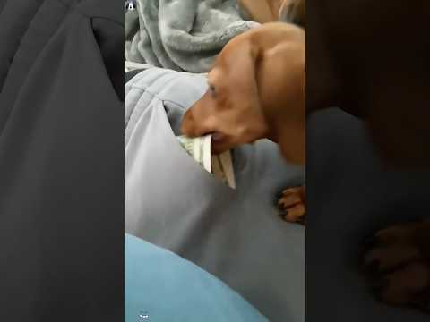Funny dachshund 😂😂😂#funny #funnyvideo #funnydog #haha #drama #foryou #fyp #funnymoment #dog