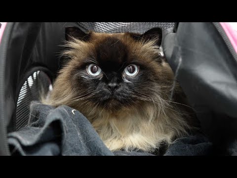 This is The Sweetest Most Placid Cat I've Ever Met 😍 | Himalayan