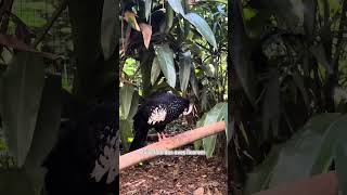 EP 05 CONHECENDO O PARQUE DAS AVES - FOZ DO IGUAÇU