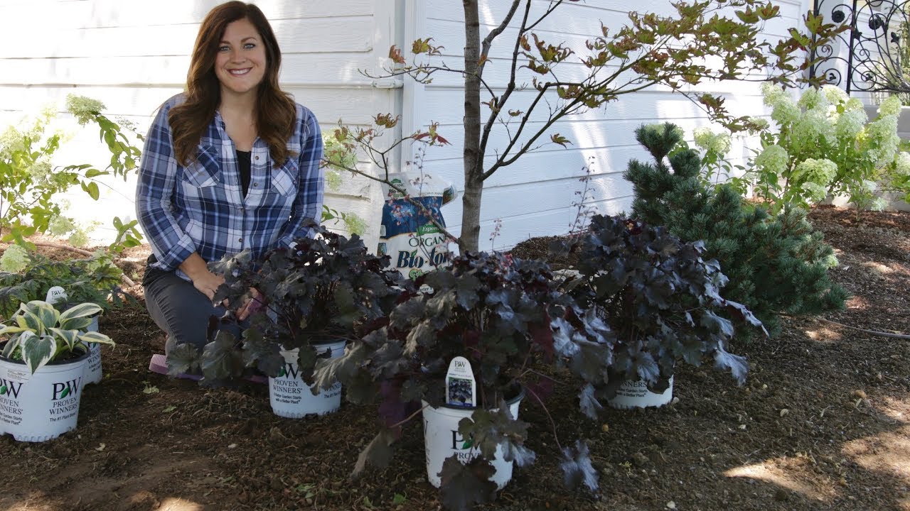 Planting Black Pearl Heuchera