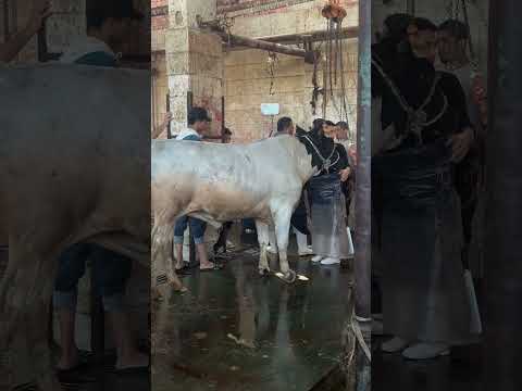 عجول ماشاءالله روعه @youtubecreators #youtubehighfive #animals #camel