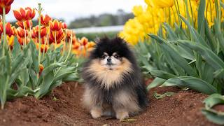 A Day at the Tulip Festival With My Dog