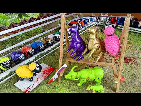 WOW โผ๏ธ POTONG SAPI KURBAN & KAMBING | PROSES MELAHIRKAN CESAR KERBAU