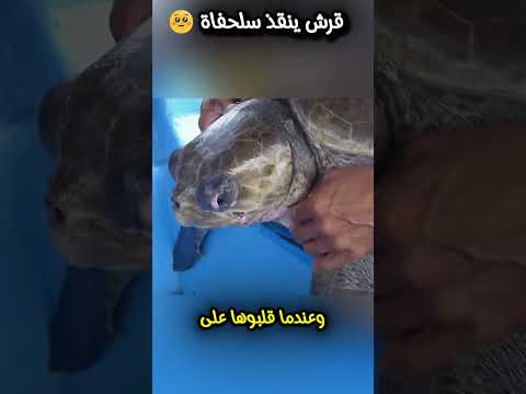 حينما جاء المنقذ من الأعماق: القرش النمر يساهم في إنقاذ سلحفاة #shortsyoutube #shortvideo #ترند