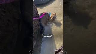 Cat Surprised Everyone With Her Love Of Water | The Dodo