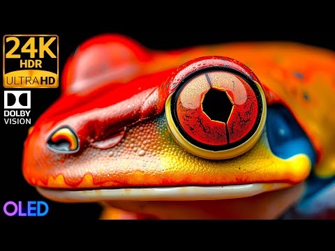 Animal Details in 24K HDR 120FPS | Dolby Vision Close-Ups