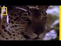 Jaguar: The Jungle Predator