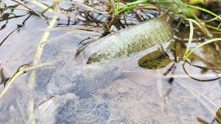 Catching Climbing Perch Fishing in rainy weather | Daily Life Fishing in Rainy Season #fishing