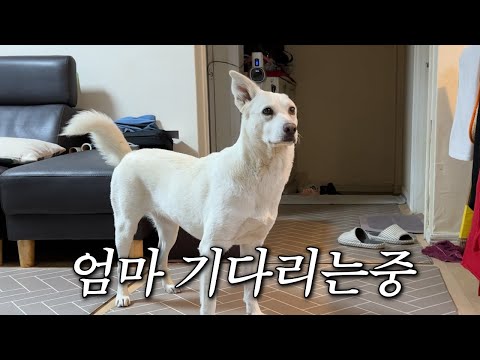 며칠 만에 만난 엄마의 얼굴을 탕후루 발라먹는 강아지