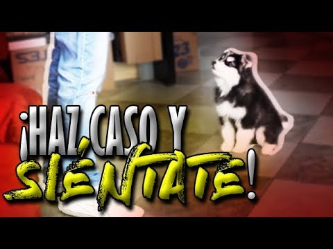 Cómo EMPEZAR a entrenar a mi perro/cachorro y a sentarse | Adiestramiento Canino - MartGon