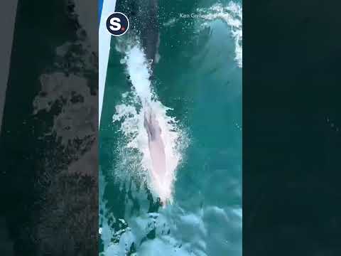 Playful Dolphins Steal the Show During Whale Watching Tour