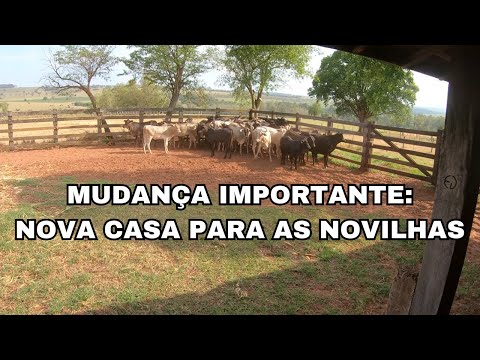 TRANSFERÊNCIA DE NOVILHAS PARA OUTRA PROPRIEDADE