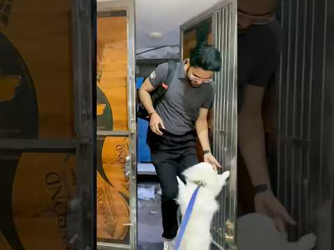 After long time meet bhaiya 🥰❤️thanks for 215m views #doglover #love #cute