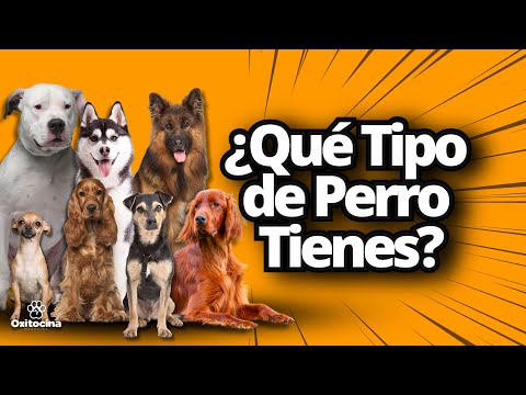 CATEGORÍAS de Razas de PERROS