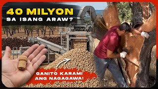 Sa Punong Ito Pala Nakukuha Ang Takip ng Wine